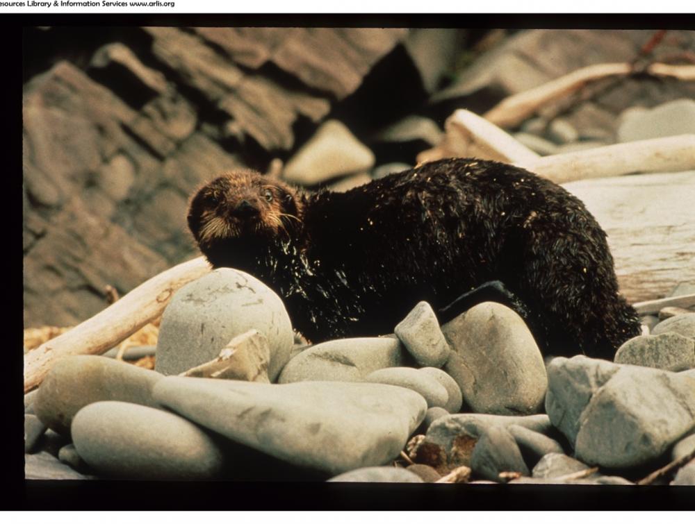 An otter covered in oil from the Exxon Valdez spill.