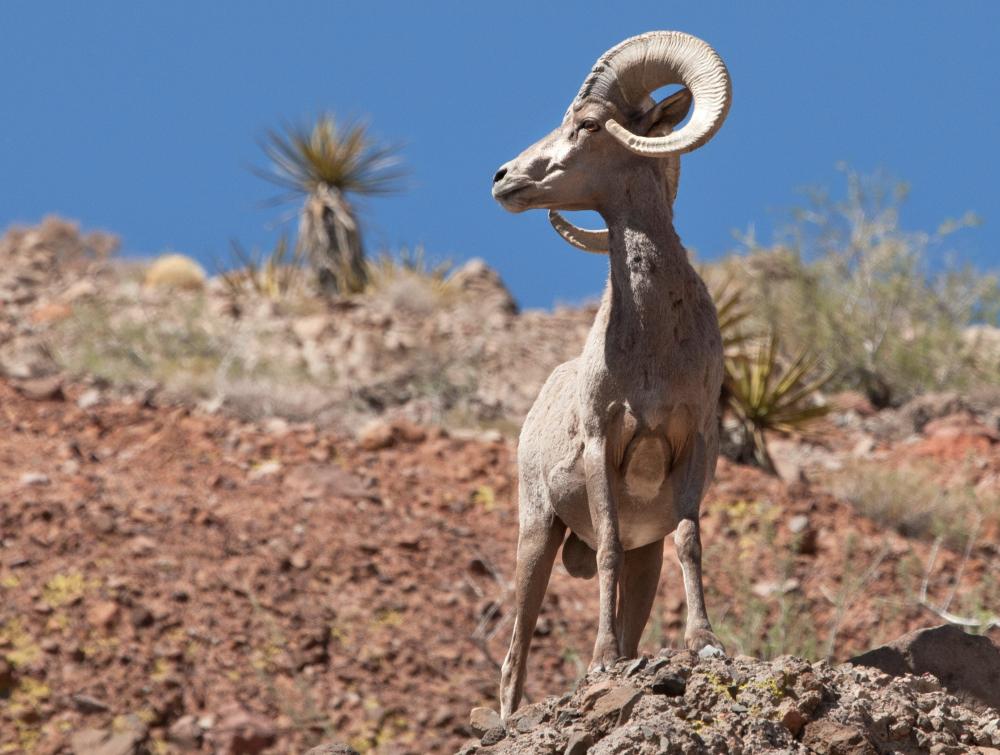 The desert refuge was protected in 1936 as a habitat preserve for bighorn sheep