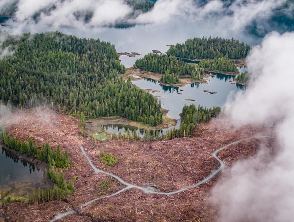 Aerial view of partially logged patches of forest 