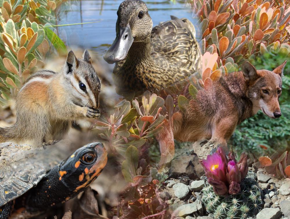 Photo collage showing a turtle, chipmunk, duck, red wolf, cactus and leafy shrublike plant