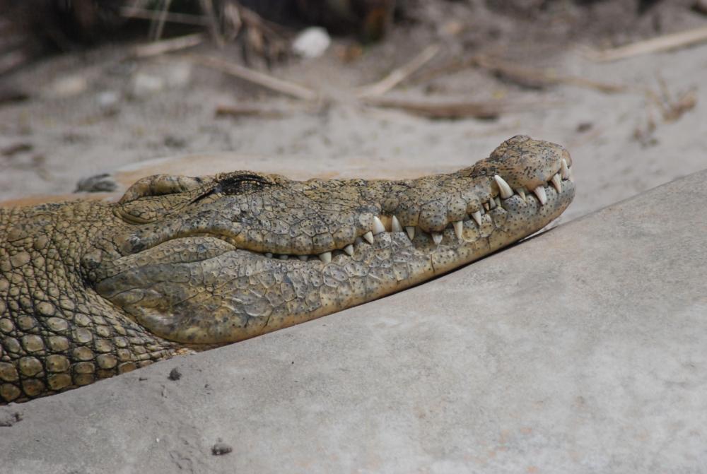 American Crocodile at Gatorland.