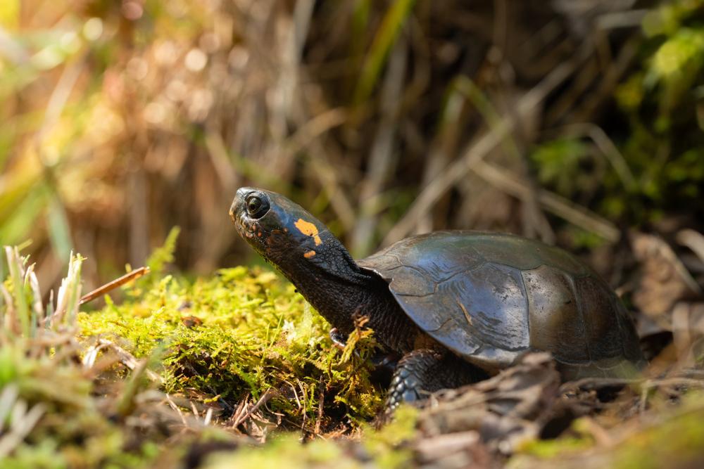 Turtle sits on mossy soil with plant growth in the background