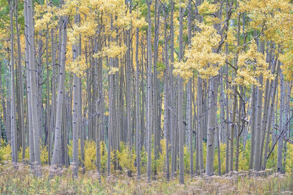 A row of aspens stands in White River National Forest, Colorado
