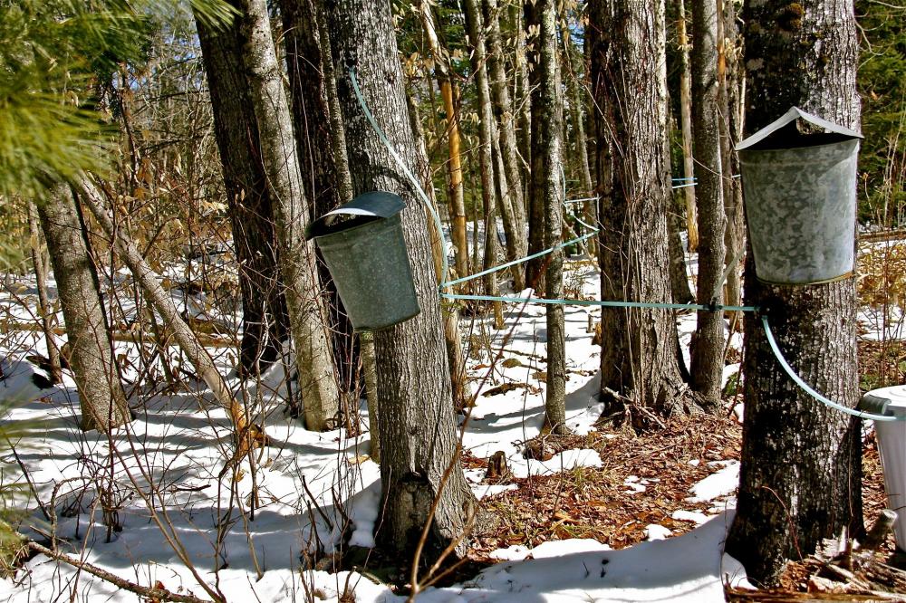 Buckets hanging from trees at maple syrup farm in Maine