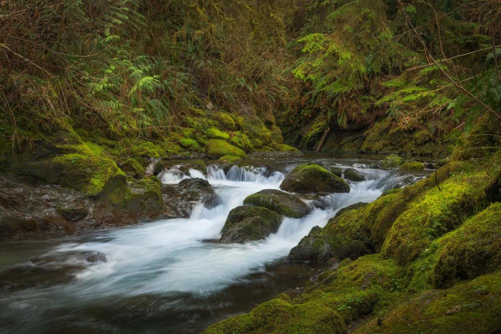Creek rushing by in foreground amid mosses and ferns in Olympic National Forest, Washington