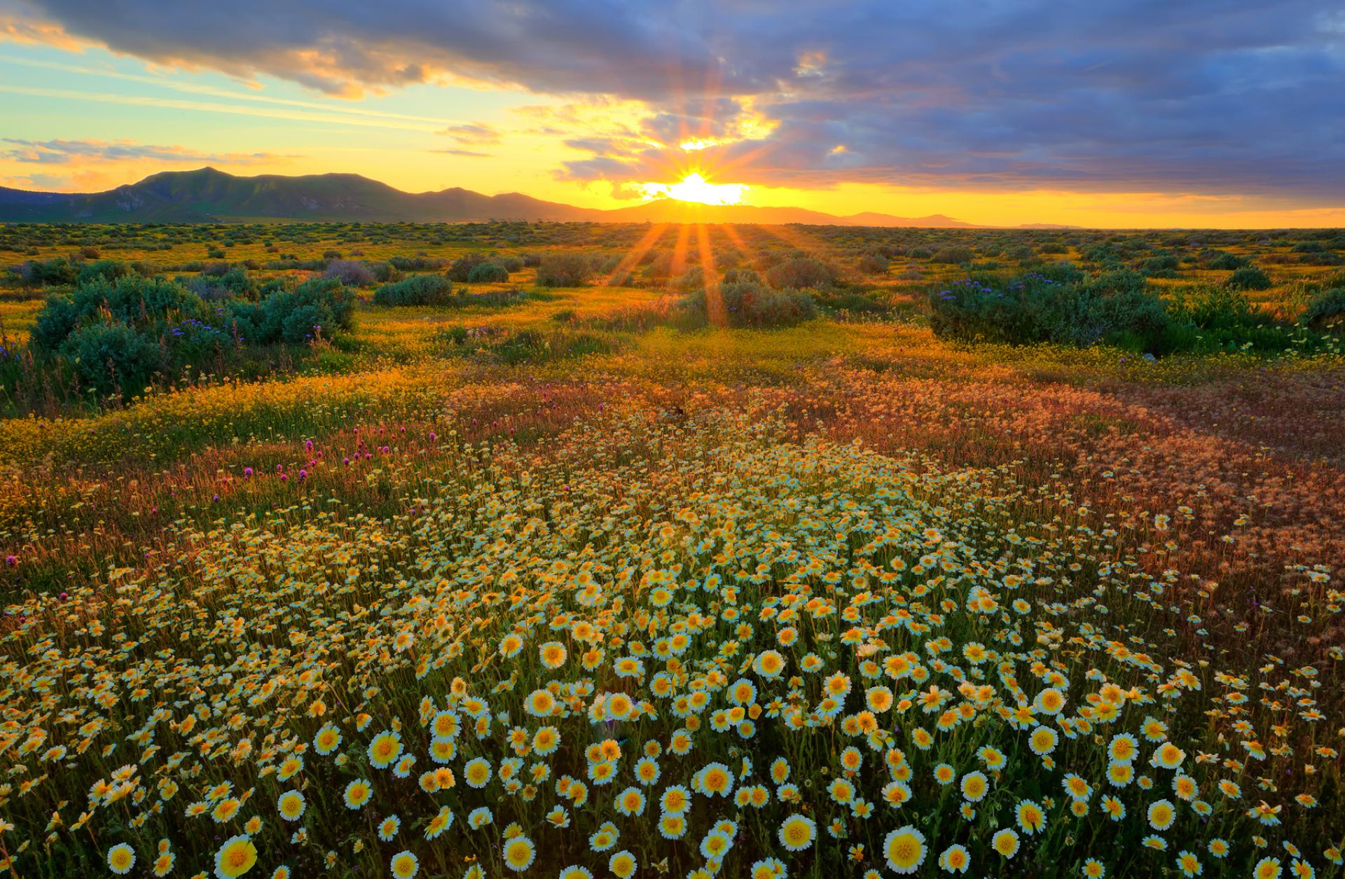 Wildflowers in Carrizo Plain National Monument, California.