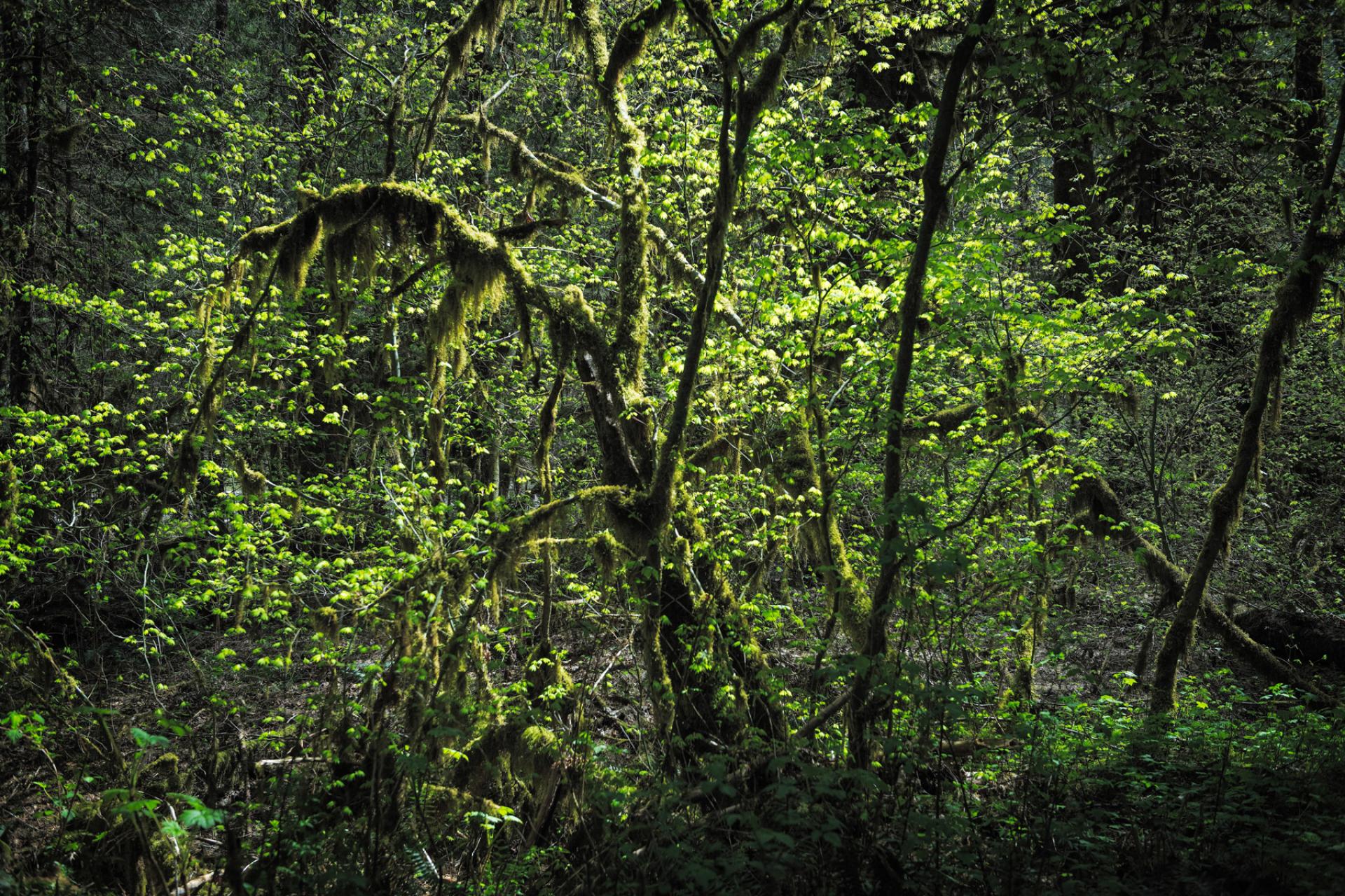 Close view of tangled green tree branches in Mt. Baker-Snoqualmie National Forest, Washington