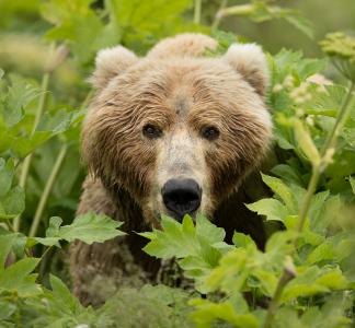 Brown bear stares toward viewer while crouching amid green plants