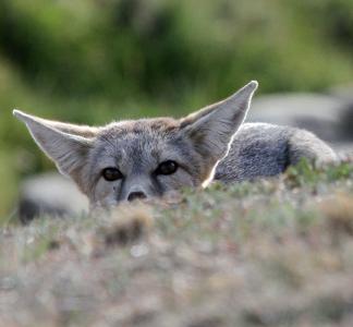 Close shot of fox with large ears peeking over grassy hillock