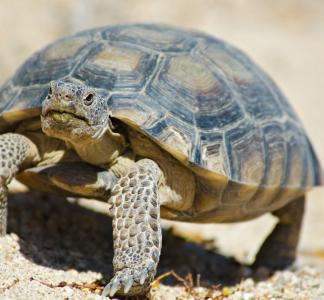 A desert tortoise in the Mojave Desert.