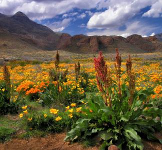 Mountainous desert landscape with brilliantly colored orange, yellow and red plants in the mid ground and foreground 