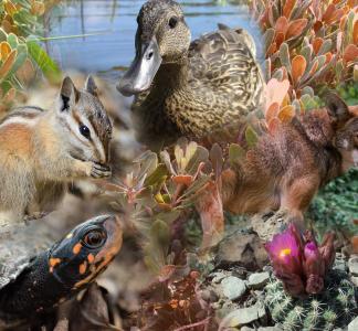 Photo collage showing a turtle, chipmunk, duck, red wolf, cactus and leafy shrublike plant