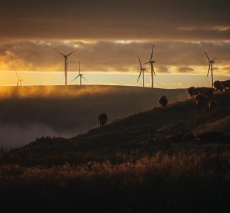 Animals roam hills with wind turbines