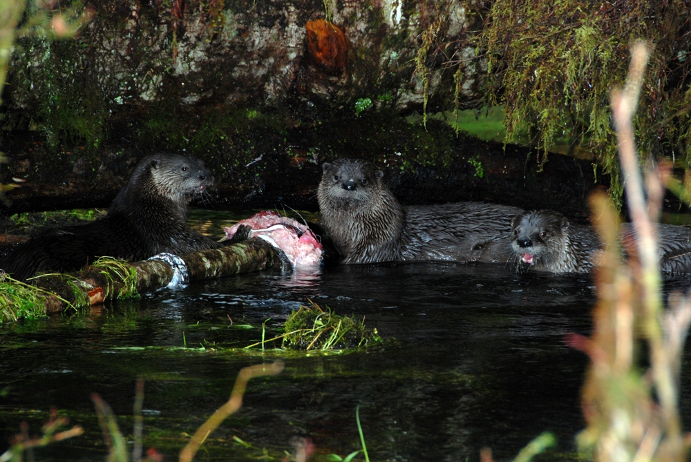 otters eating salmon