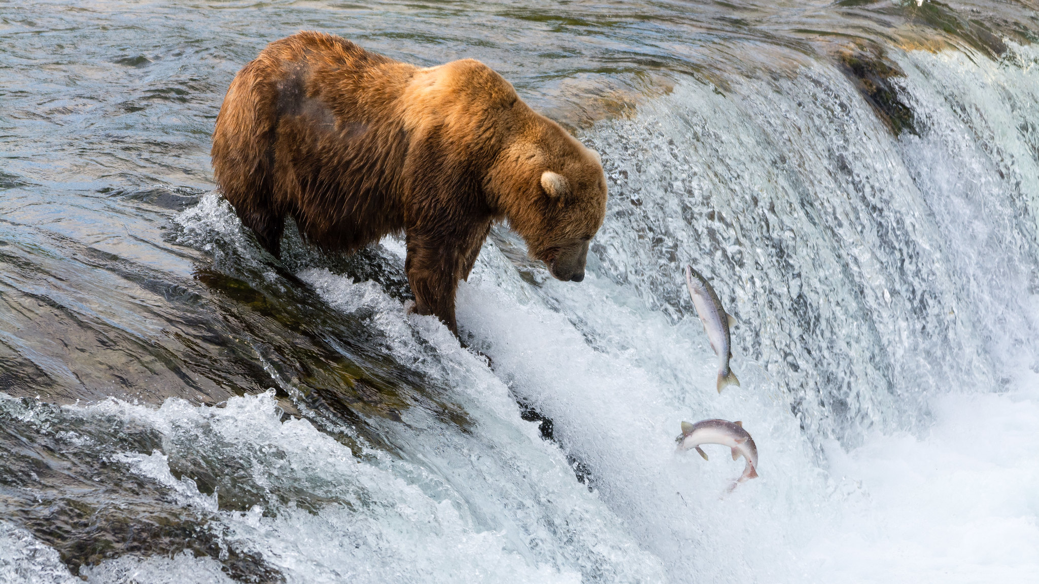 bear at lake catching salmon