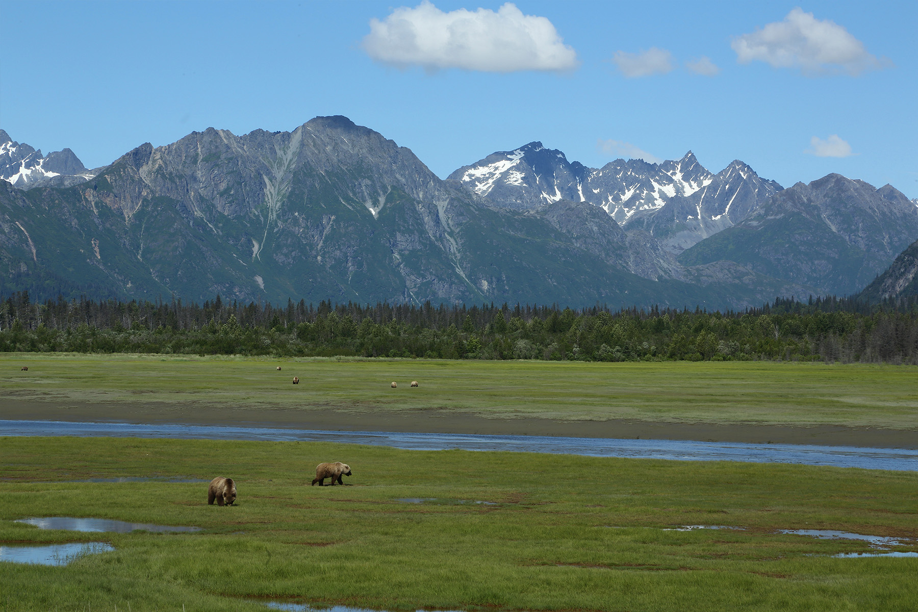 Mountains with snow in the background and a grassy field with several brown bears 