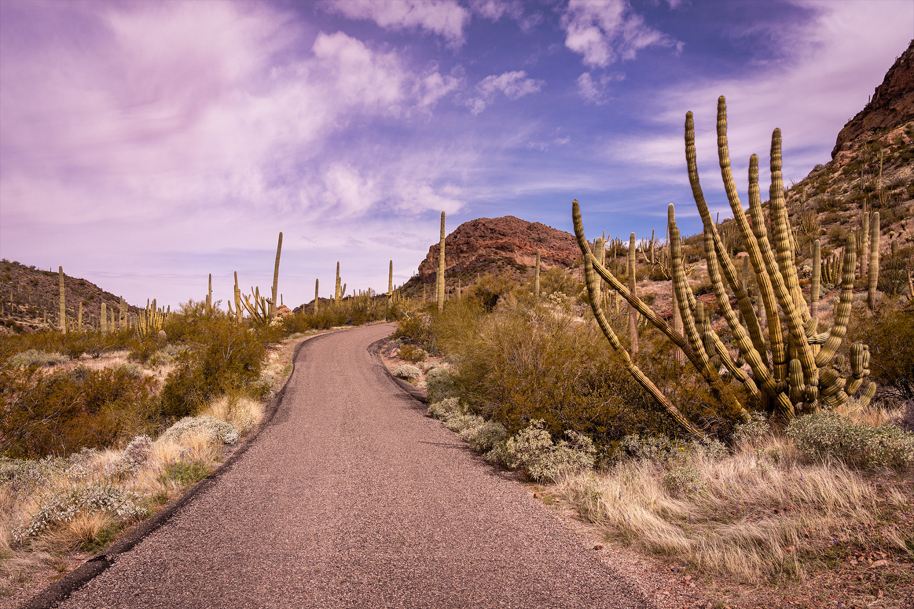 Desert with tall cacti and road in the middle