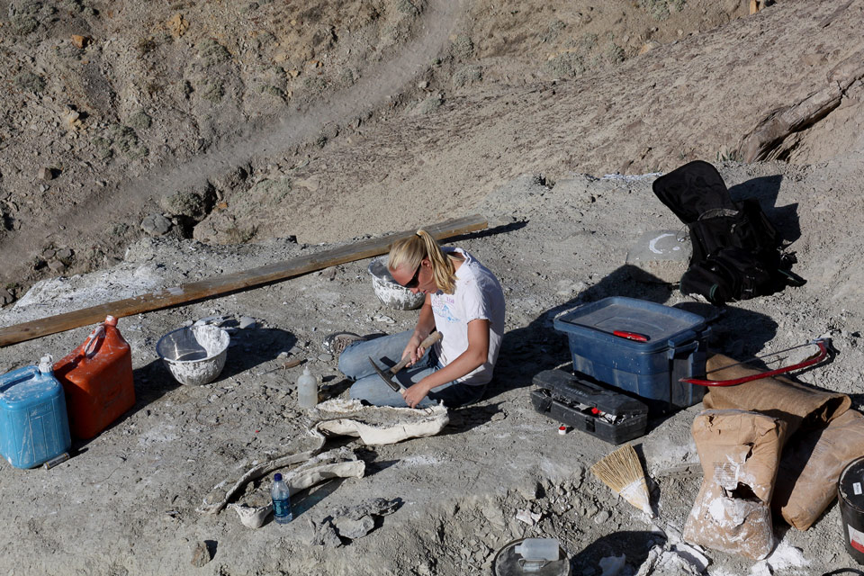 Paleontology field work at Dinosaur National Monument, which has been a key fossil resource for over a century.