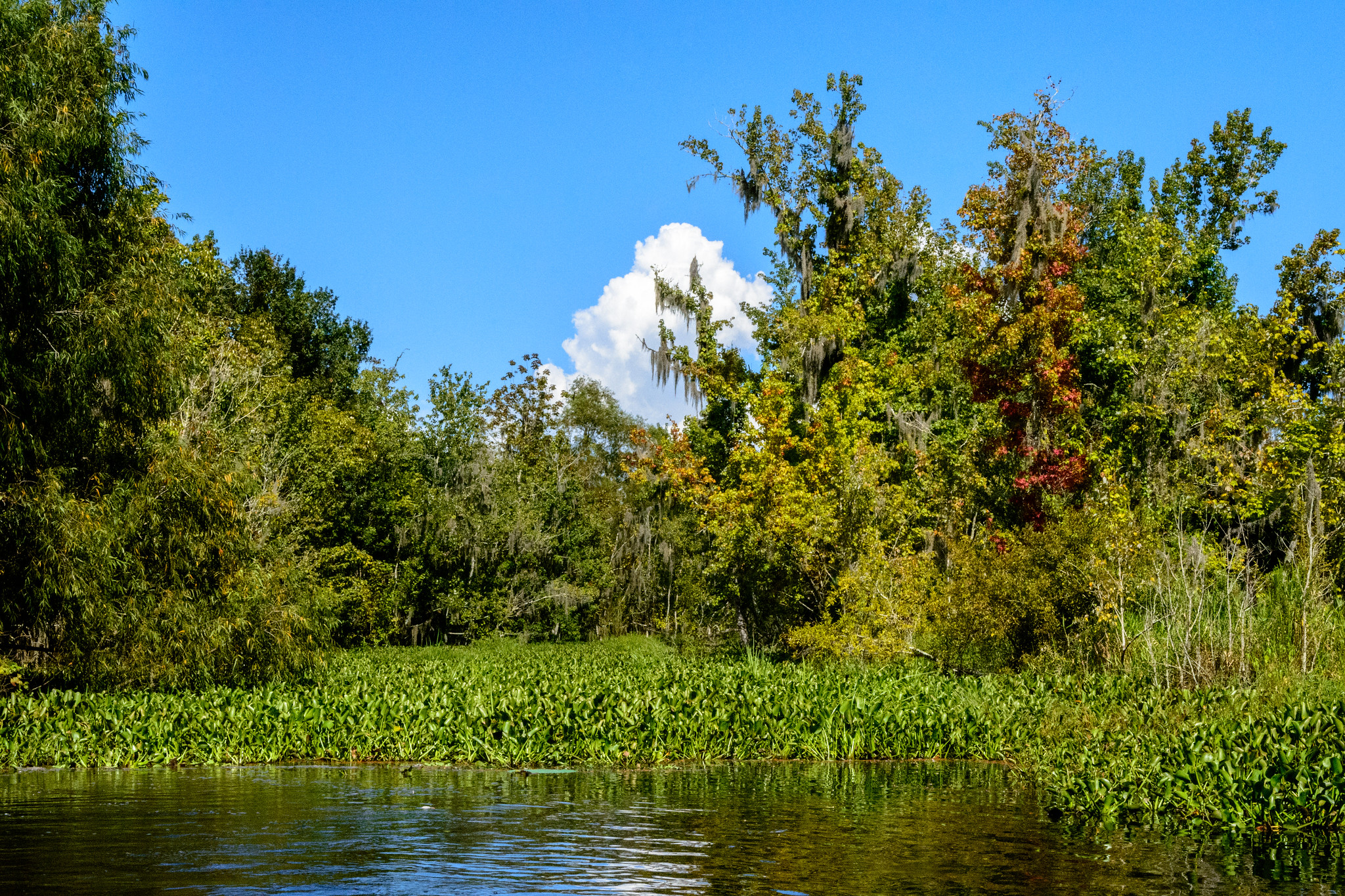 marshes with water and trees