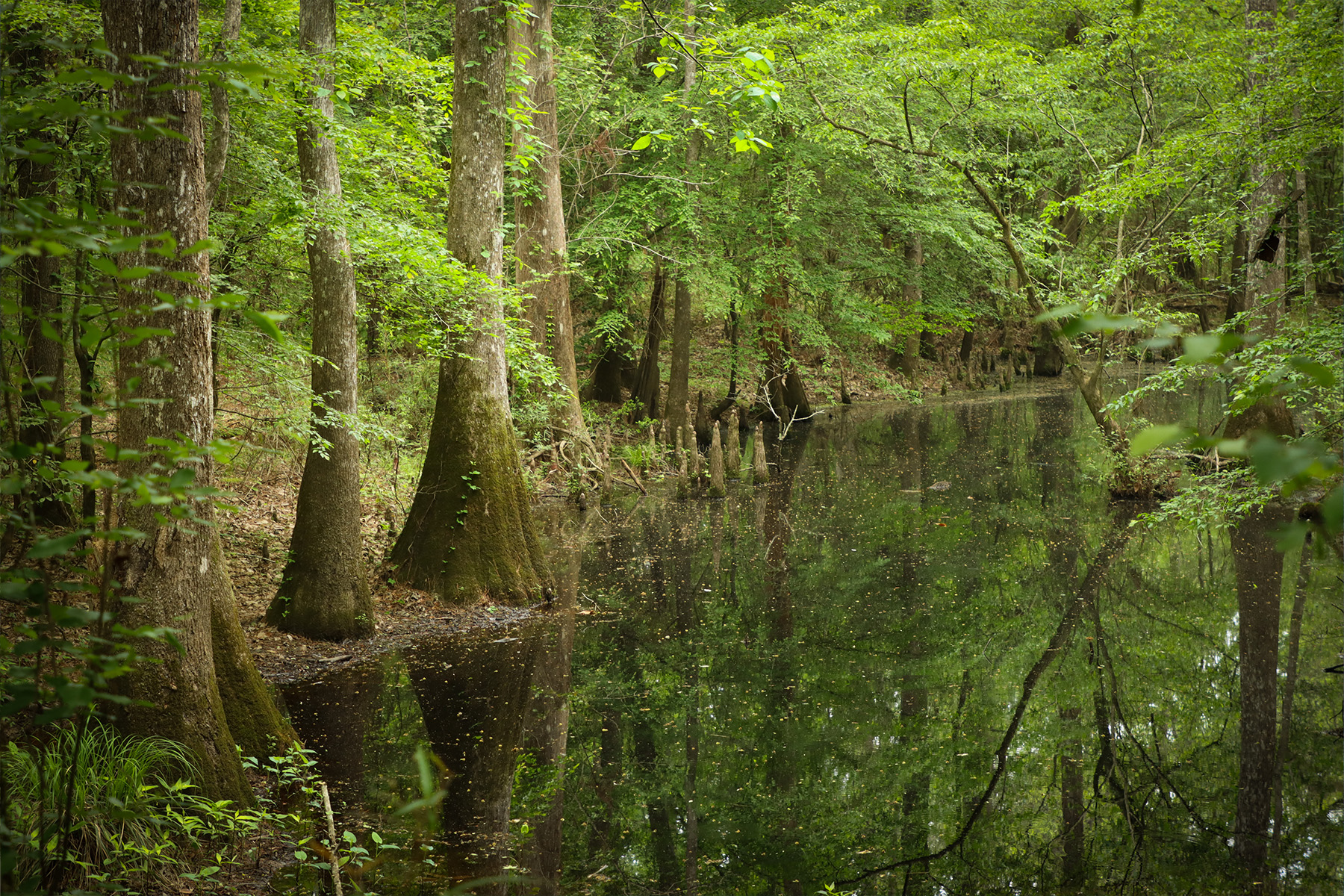 Tall trees and water 