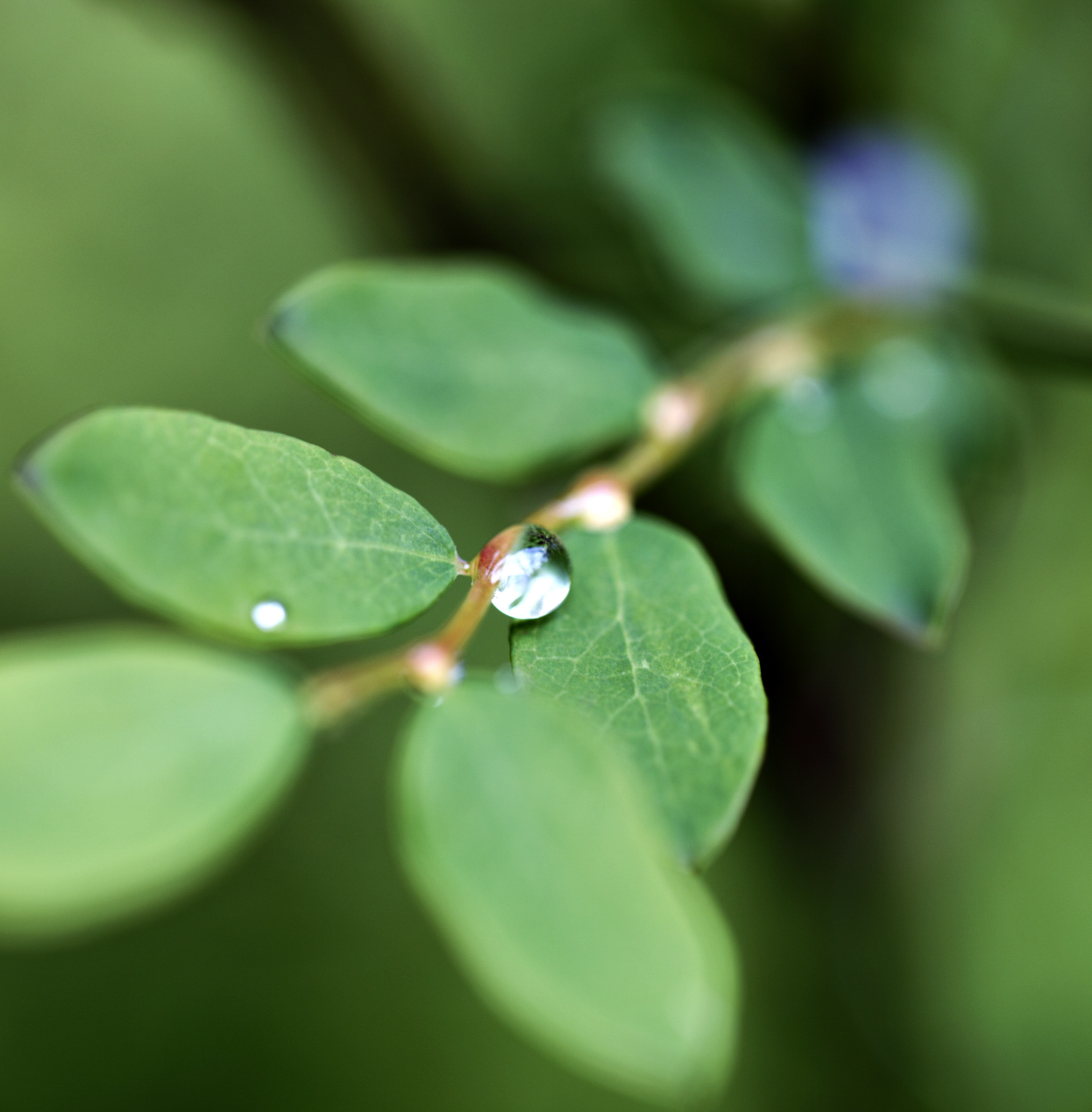 Closeup of dew on leaves.