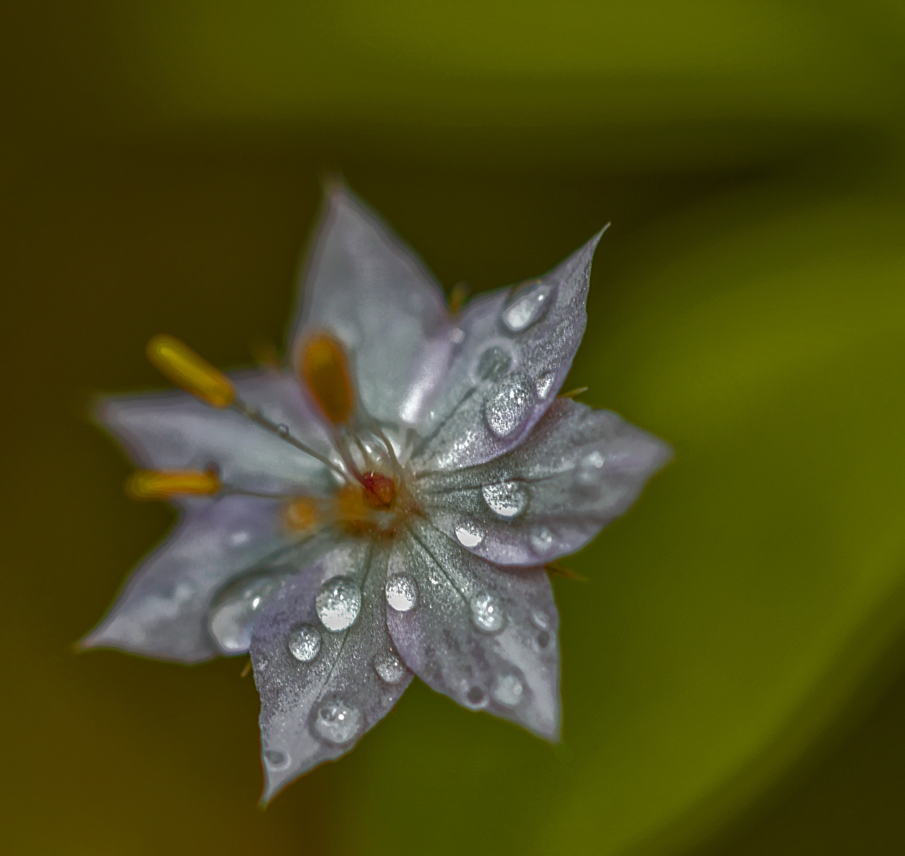 Closeup of a flower in the forest