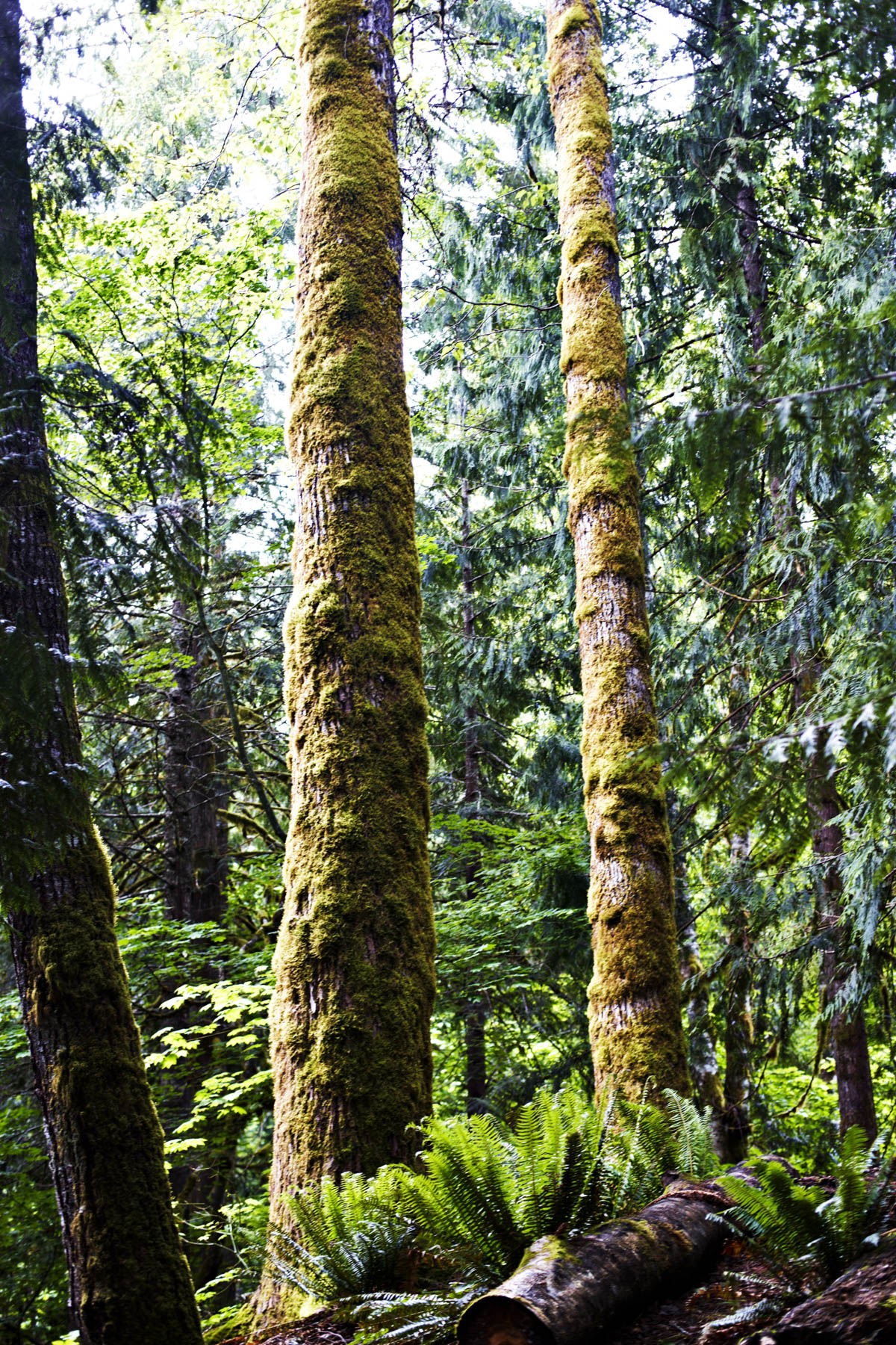 An old growth forest in the North Cascades.