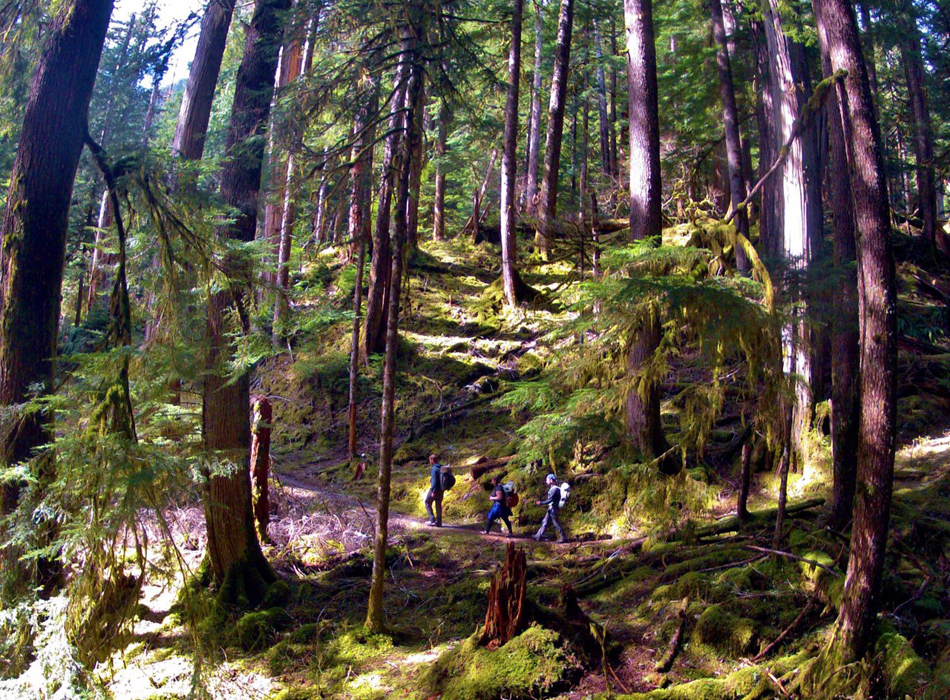 Dosewallips to 2024 lake quinault hike