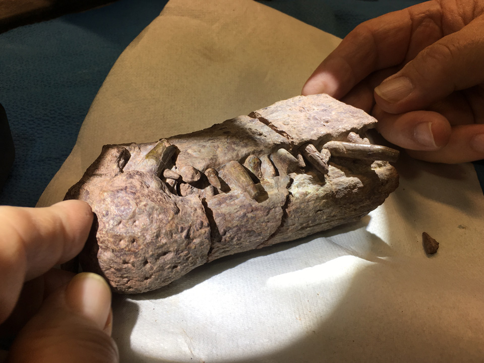 A phytosaur fossil unearthed by Rob Gay and his team.