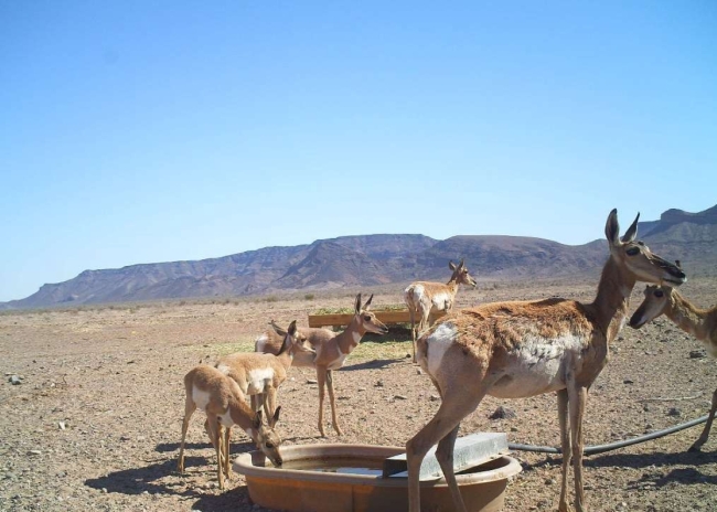 pronghorn in desert