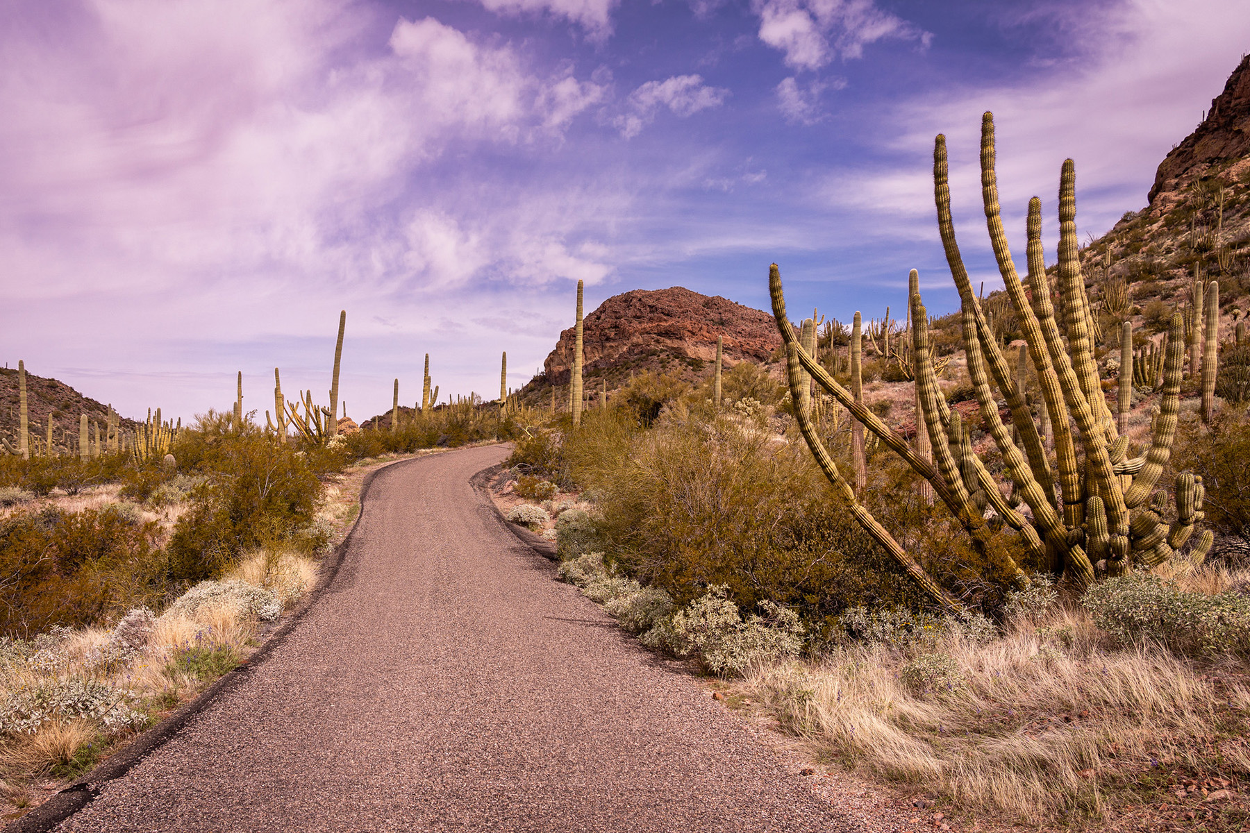 tall cactus on the side of a road in the desert