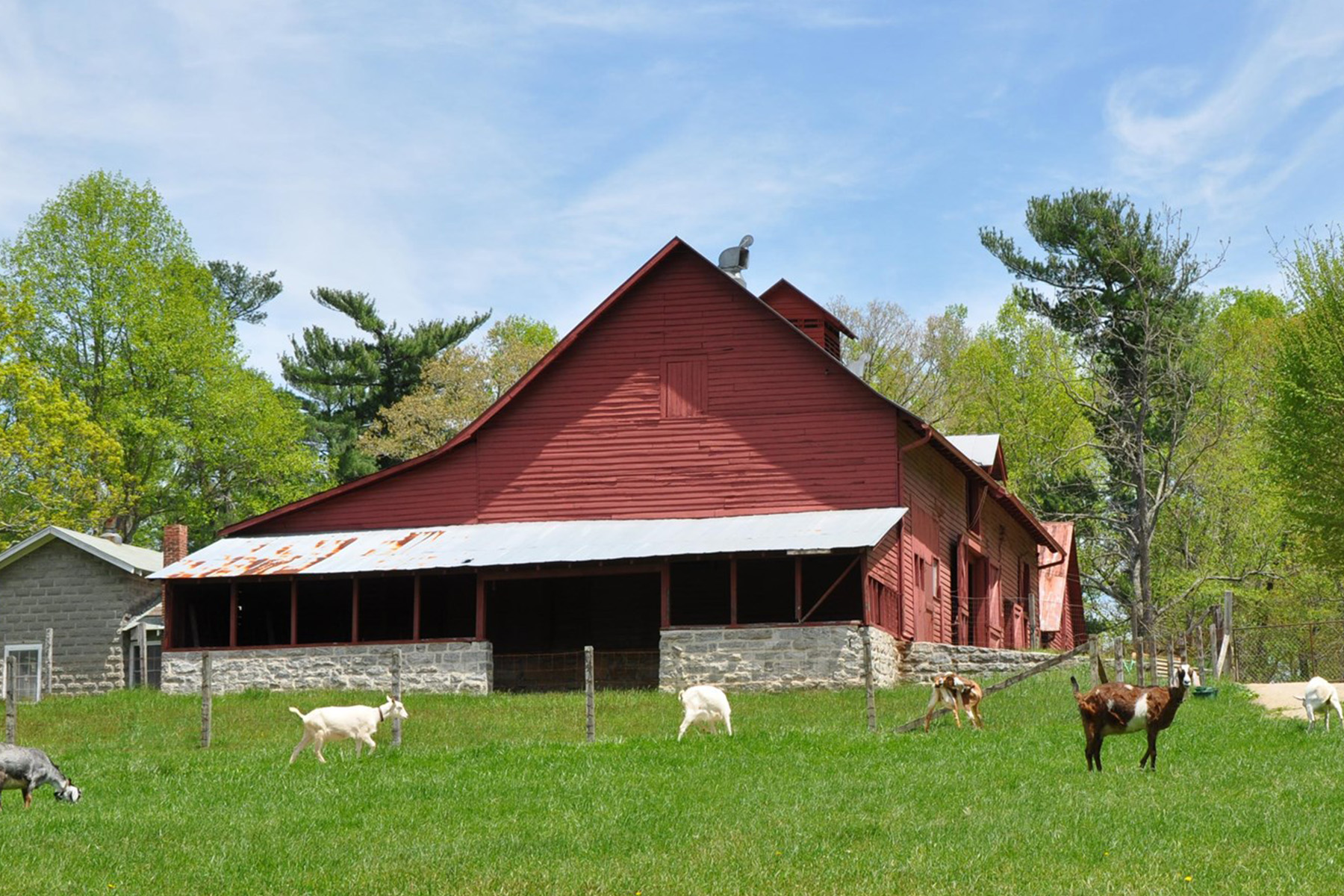 farm with goats walking around