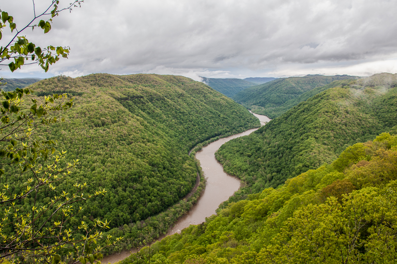 river flows in between trees