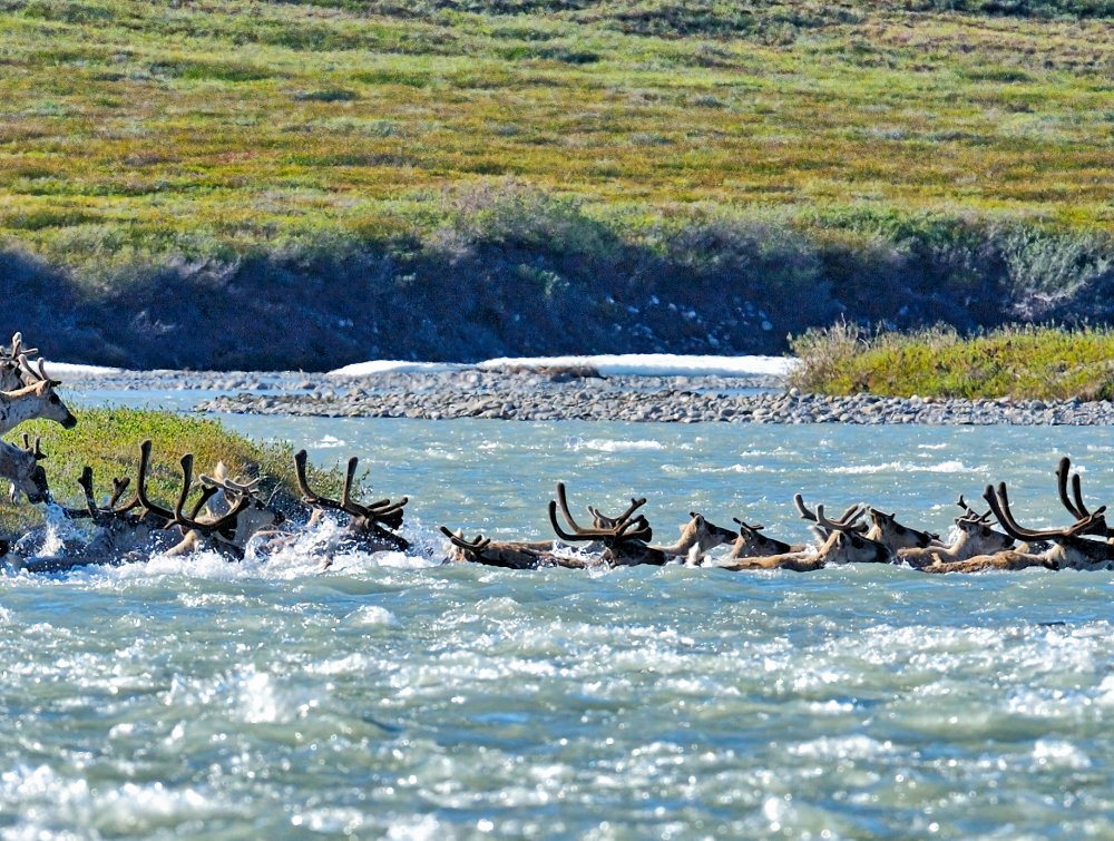 Animals from the Porcupine Caribou Herd in the Arctic Refuge