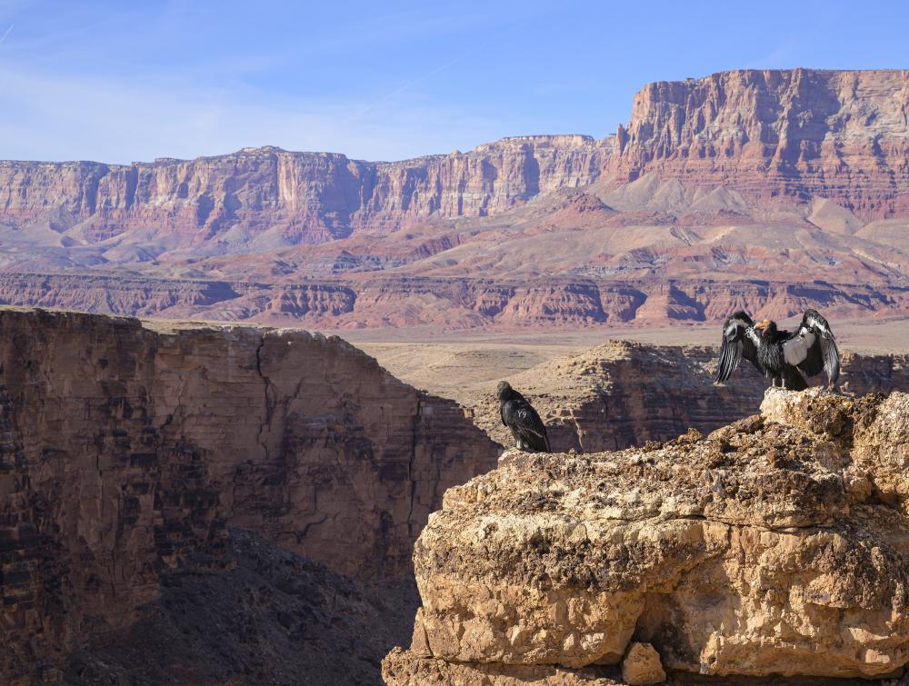 A pair of condors perched in the proposed Baaj Nwaavjo I'tah Kukveni Grand Canyon National Monument