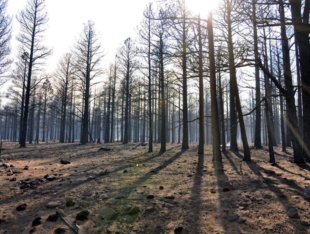 The Coconino National Forest (Arizona) in the aftermath of a fire. 