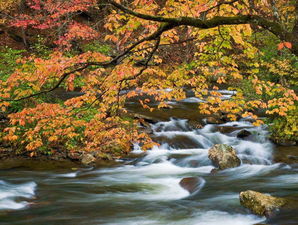 Autumn foliage over a creek in the Cherokee National Forest, Tennessee