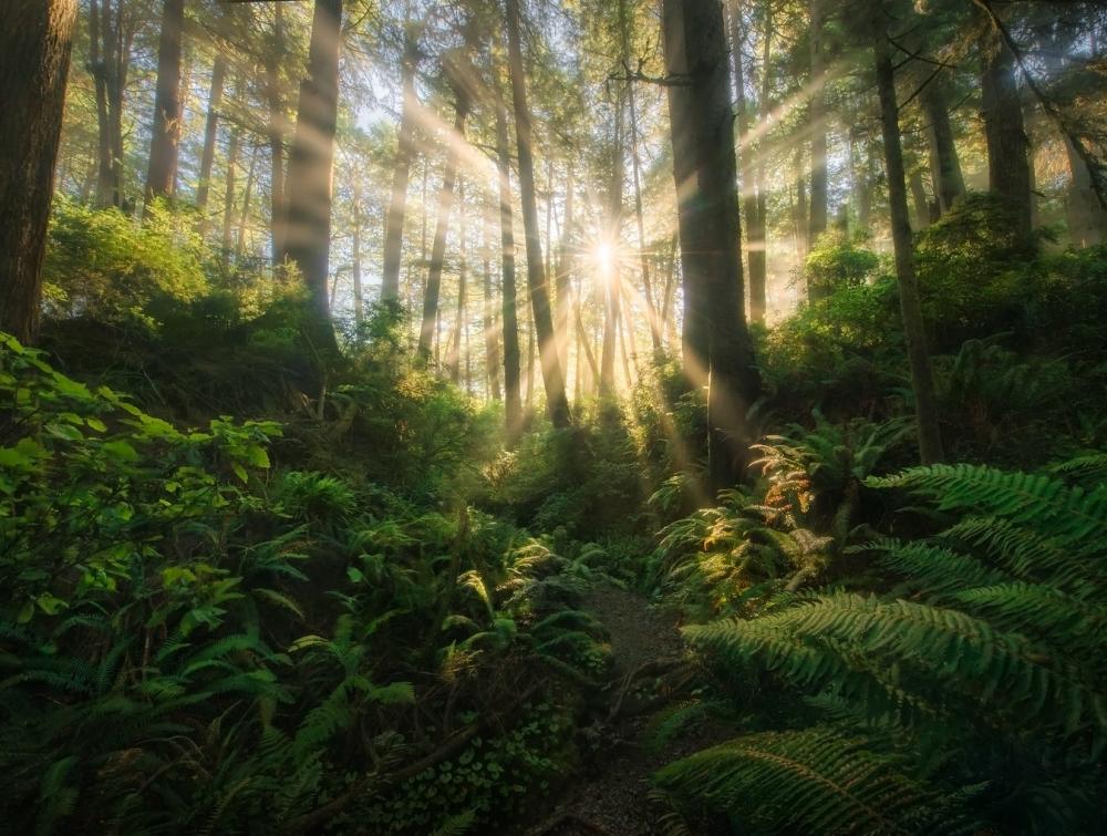 Hidden treasures: America's rainforests