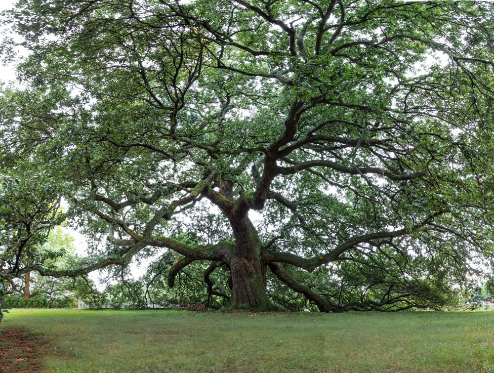 A great tree with many leaves surrounding the moss-coated branches.