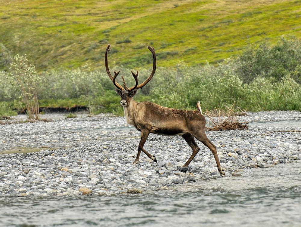 A caribou in the Arctic Refuge.