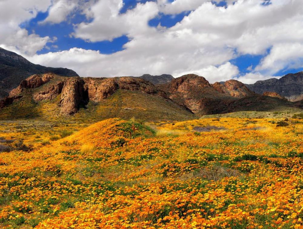 Poppy fields in Castner Range near El Paso Texas