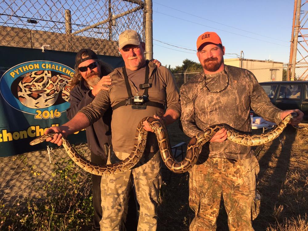 three hunters holding python