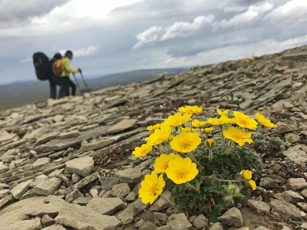 Wildflowers with hiker in background near Utukok River