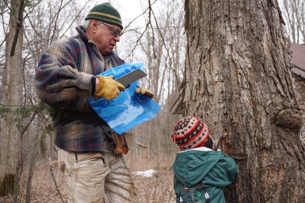 A man shows his grandchild, how to set the tap and bag for maple syrup. 