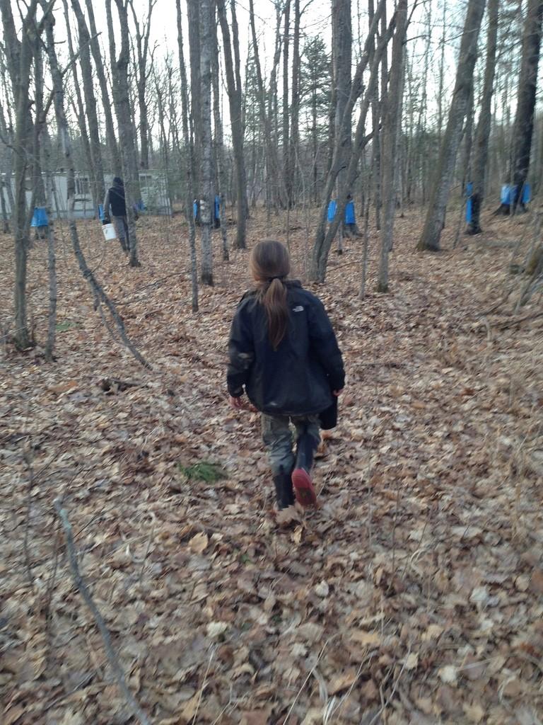 A child in a wooded area where all the leaves have fallen stands in between trees that have been tapped for maple syrup.