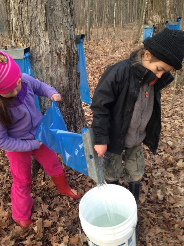 Two cousins work together to collect sap from collection bags and pour it into pails for transfer to the sap pan.