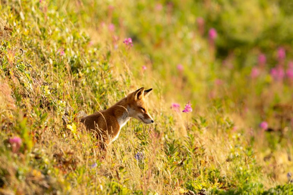 Izembek National Wildlife Refuge, AK