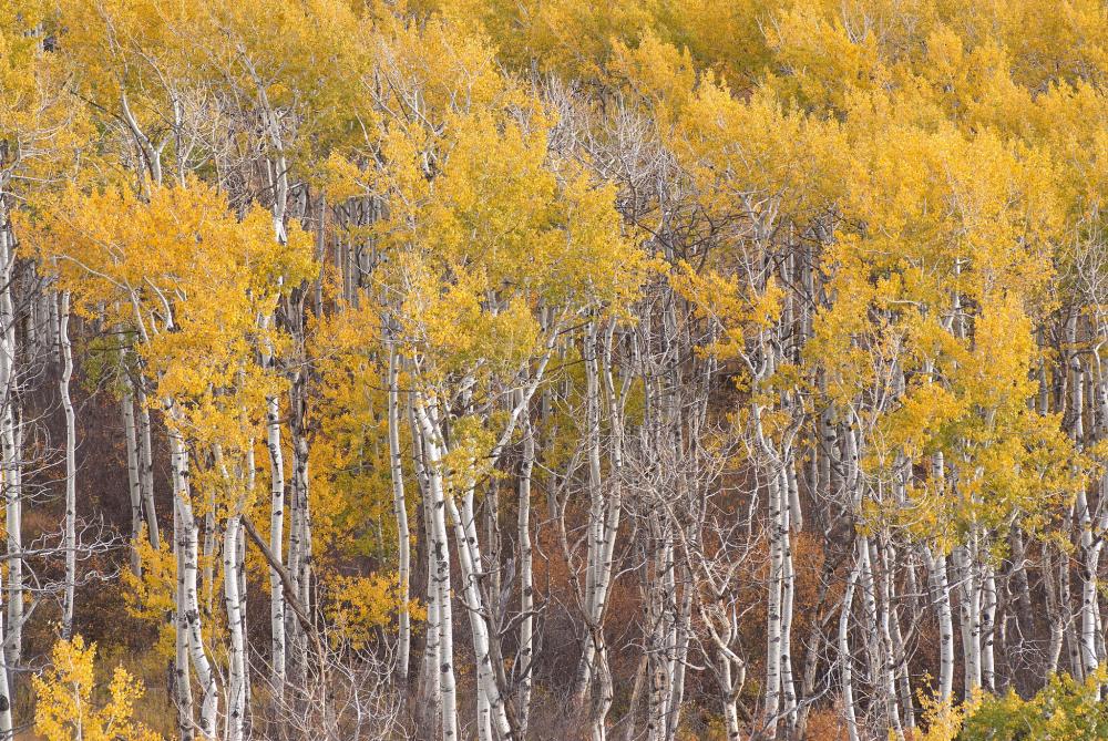 A stand of aspens display brilliant fall color near McClure Pass high on the Thompson Divide, Colorado