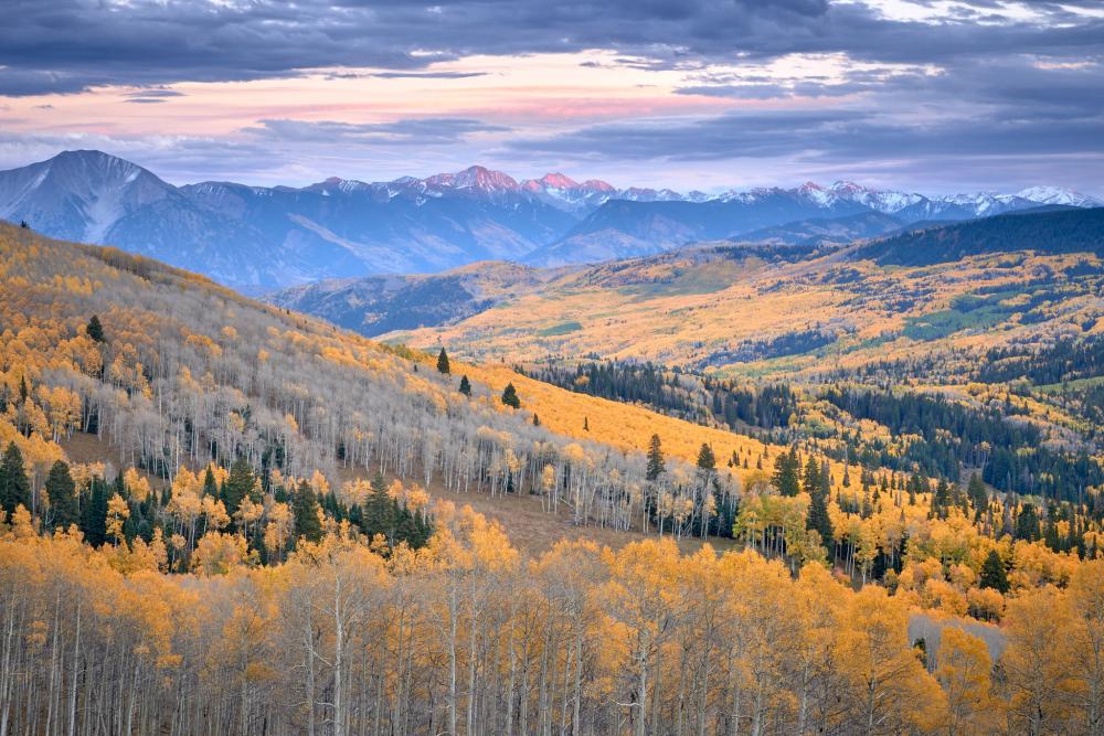 Trees turning colors in the Elk Mountains rising above the Thompson Divide, Colorado