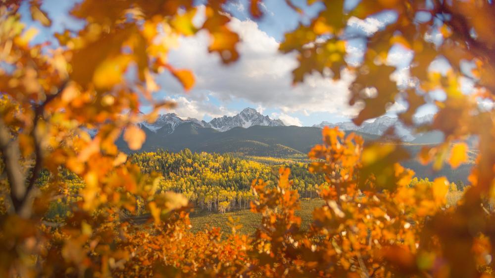 Fall foliage and a partial view of a mountain in Uncompahgre National Forest, Colorado